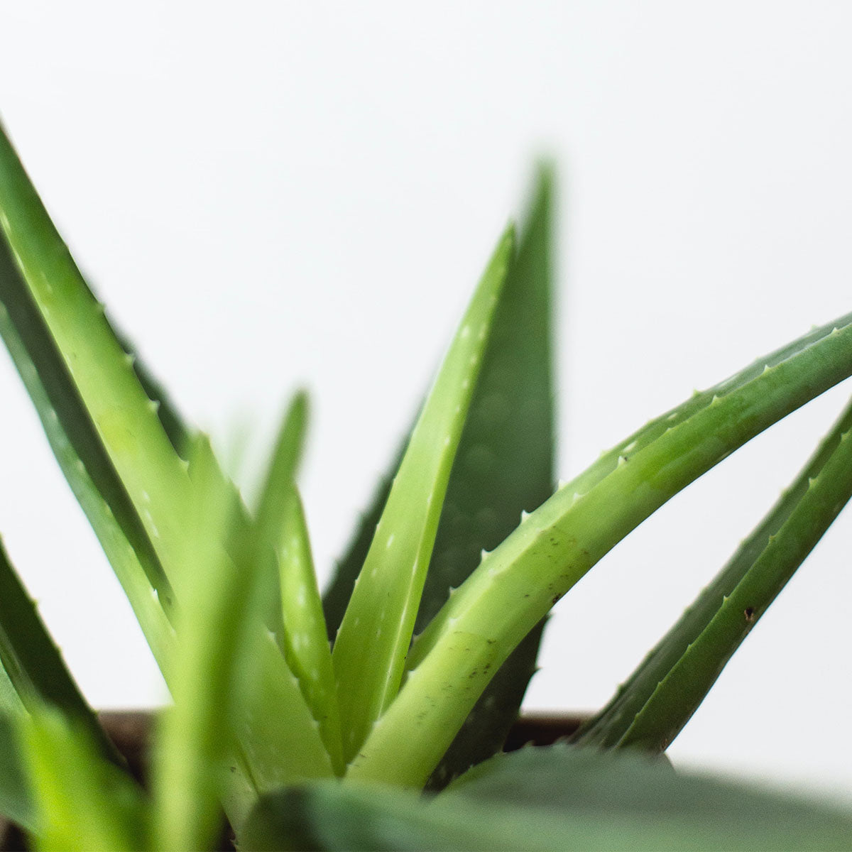 Hello Aloe - Why this is my favourite ingredient
